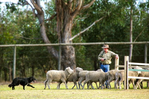 Lone Pine Koala Sanctuary - Accommodation Port Hedland 2