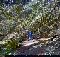 Lyrebird Circuit Walk - Accommodation Port Hedland