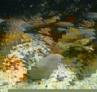 Platypus Pool - Accommodation Port Hedland