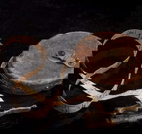 Shellharbour City Museum formerly Tongarra Museum - Accommodation Port Hedland