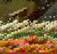 Tulip Top Gardens - Accommodation Port Hedland