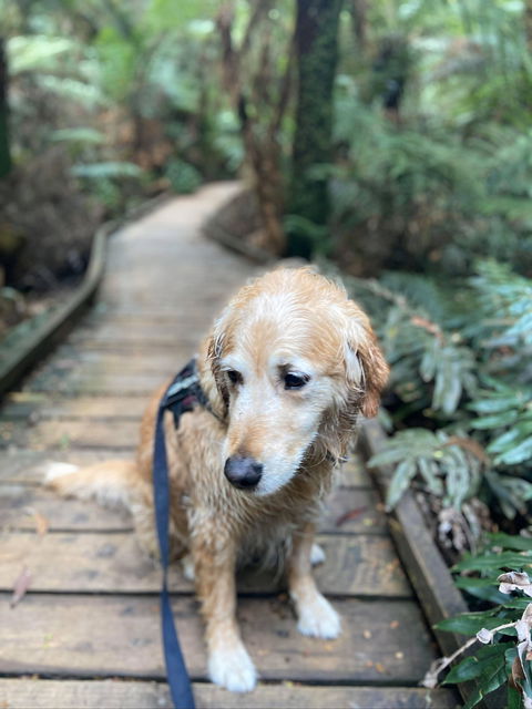 Wirrawilla Rainforest Walk - Accommodation Port Hedland 1