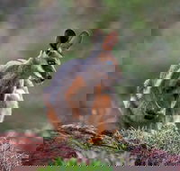 Arkaroola Wilderness Sanctuary - Accommodation Port Hedland