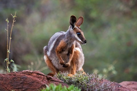 Arkaroola Wilderness Sanctuary - Accommodation Port Hedland 0