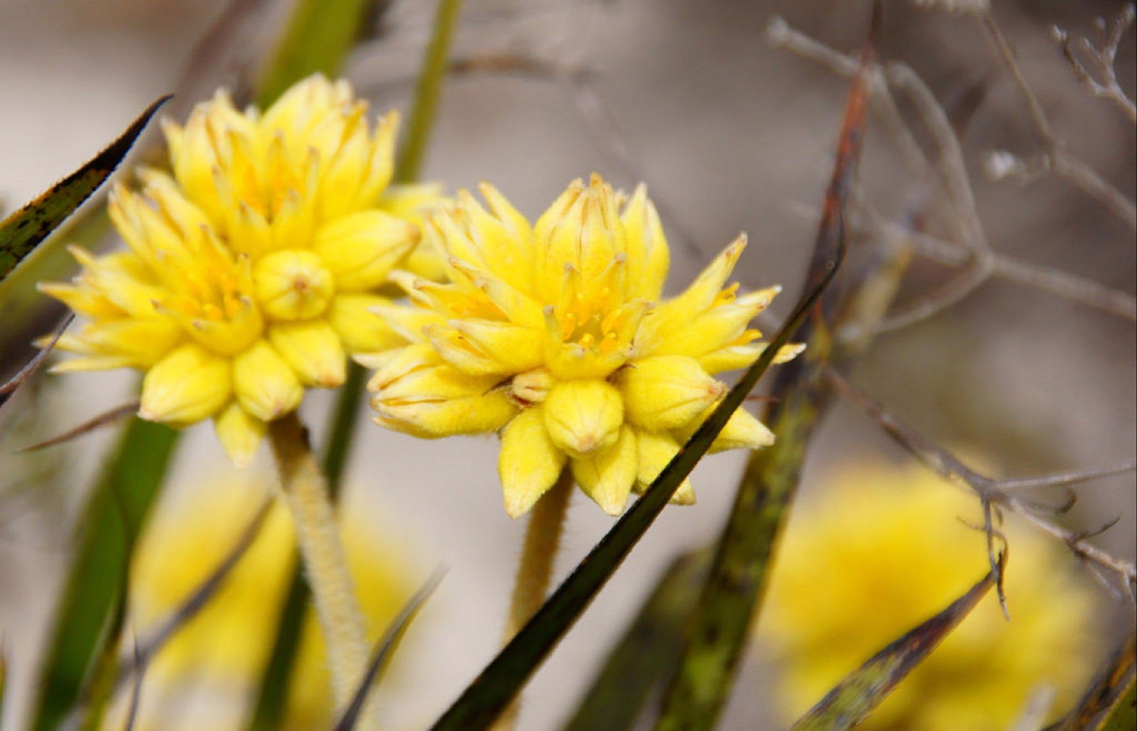 Mimegarra WA Accommodation Port Hedland