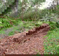 Forest Walking Track Gibraltar Range National Park - Accommodation Port Hedland