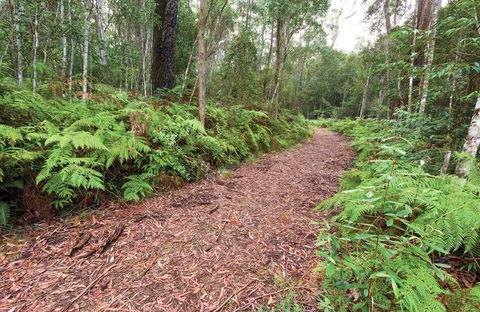Forest Walking Track, Gibraltar Range National Park - Accommodation Port Hedland 0