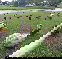 Gooseponds North Mackay - Accommodation Port Hedland