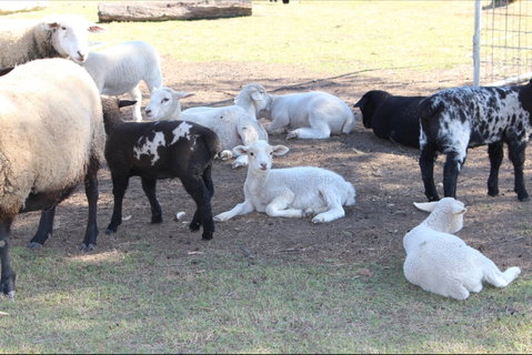 Haigslea EWE Nique Hobby Farm - Accommodation Port Hedland 1