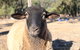 Haigslea EWE Nique Hobby Farm - thumb 2