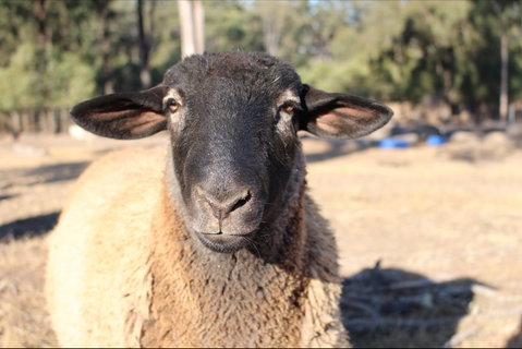 Haigslea EWE Nique Hobby Farm - Accommodation Port Hedland 2