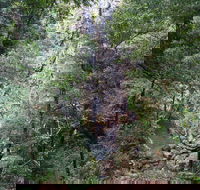 Kondalilla Falls Circuit Kondalilla National Park - Accommodation Port Hedland