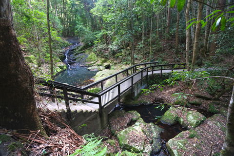 Kondalilla Falls Circuit, Kondalilla National Park - Accommodation Port Hedland 2