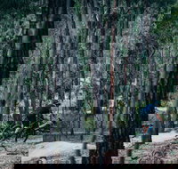 Old Tambo Downhill Mountain Bike Track - Accommodation Port Hedland