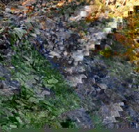 Pine Gully Nature Trail - Accommodation Port Hedland