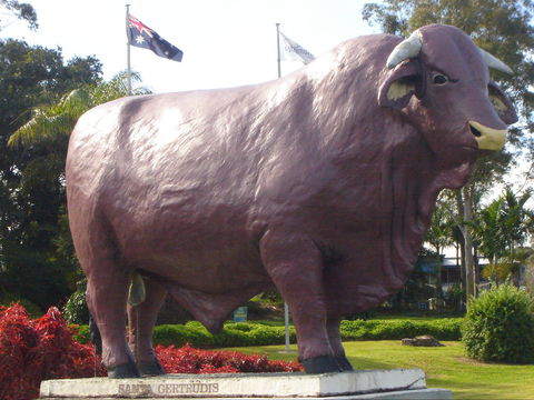 Rockhampton Bull Statues - Accommodation Port Hedland 1