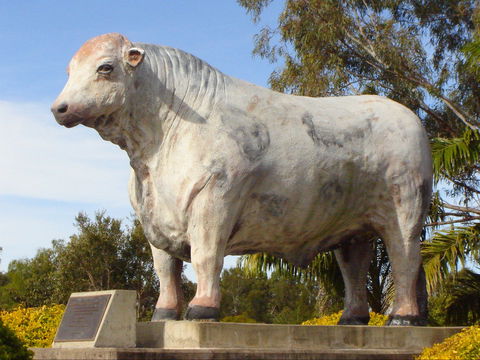 Rockhampton Bull Statues - Accommodation Port Hedland 2