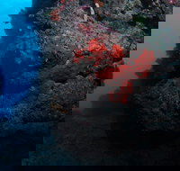 Stepping Stones Dive Site - Accommodation Port Hedland