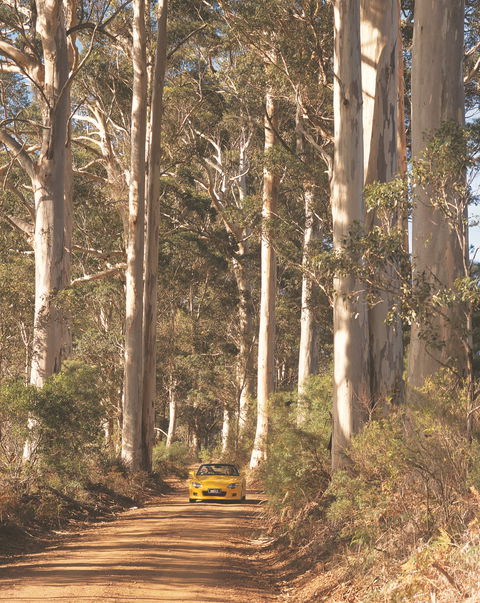 The Great Forest Trees Drive - Accommodation Port Hedland 0