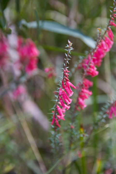 Warawee Circuit Walk To  Trigger Plant Track - Accommodation Port Hedland 0