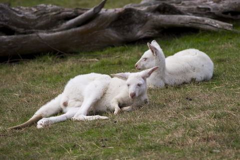 Yarra Valley Nocturnal Zoo - Accommodation Port Hedland 0