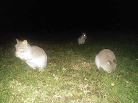 Yarra Valley Nocturnal Zoo - Accommodation Port Hedland 2