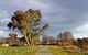 Adelong - thumb 2