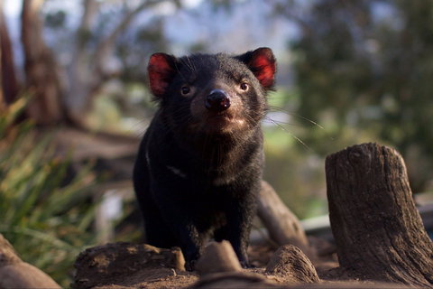 Bonorong Wildlife Sanctuary - Accommodation Port Hedland 0
