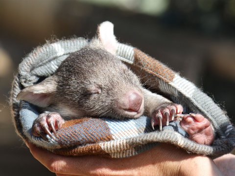 Bonorong Wildlife Sanctuary - Accommodation Port Hedland 2