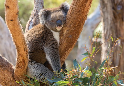 Cleland Wildlife Park - Accommodation Port Hedland 0