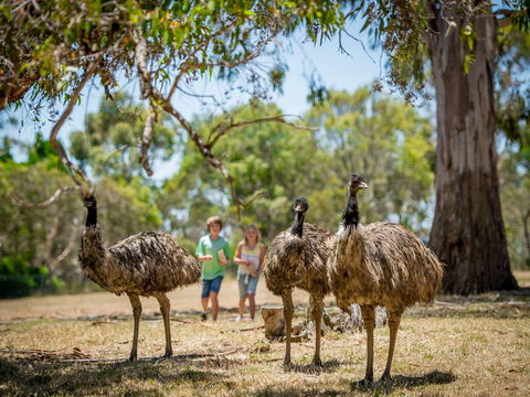 Cleland Wildlife Park - Accommodation Port Hedland 2