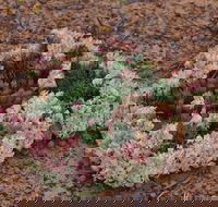 Coorow Wreath Flowers - Accommodation Port Hedland