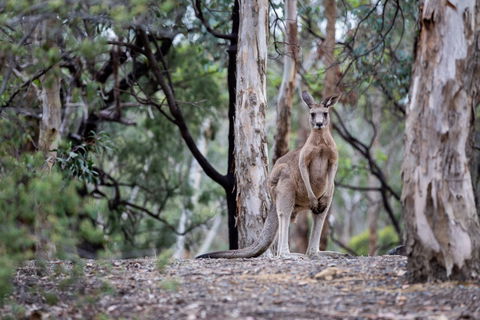 Currawong Bush Park - Accommodation Port Hedland 1