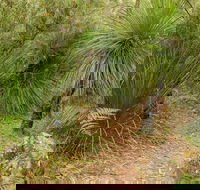 Grass Tree Circuit - Accommodation Port Hedland