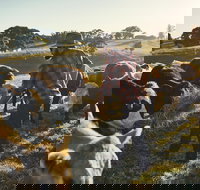 Hinterland Full Day Self Drive Tour - Accommodation Port Hedland