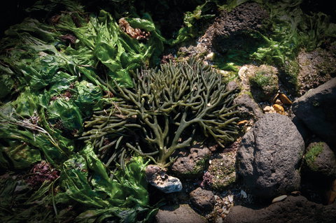 Point Cook Marine Sanctuary - Accommodation Port Hedland 2