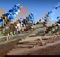 Quorn - Accommodation Port Hedland