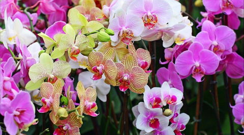 Tinonee Orchid Nursery - Accommodation Port Hedland 0