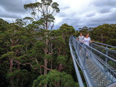 Valley Of The Giants Tree Top Walk - Accommodation Port Hedland 2