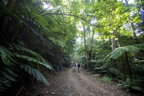 Booloumba Falls Walk, Conondale National Park - Accommodation Port Hedland 2
