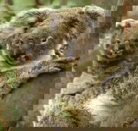 Koalas in Gunnedah - Accommodation Port Hedland