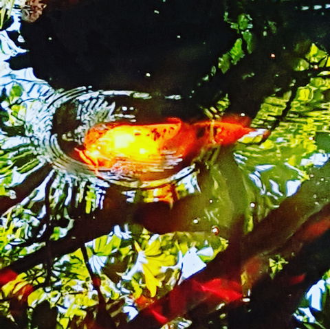 The Fernery At Diamond Waters - Accommodation Port Hedland 2