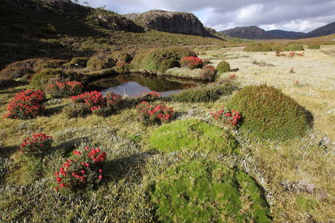 Walls Of Jerusalem National Park - Accommodation Port Hedland 1