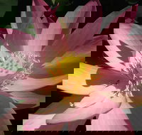 Wallis Creek Water Garden - Accommodation Port Hedland