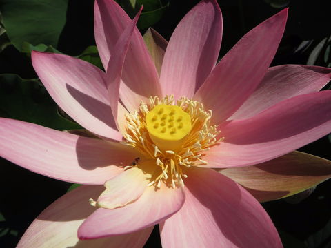 Wallis Creek Water Garden - Accommodation Port Hedland 0