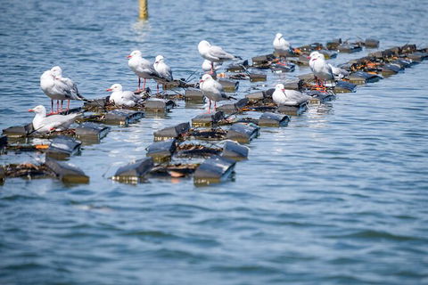 Catch A Crab Tour With Optional Seafood Lunch - Accommodation Port Hedland 2