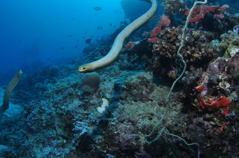 Two Towers Dive Site - Accommodation Port Hedland 1