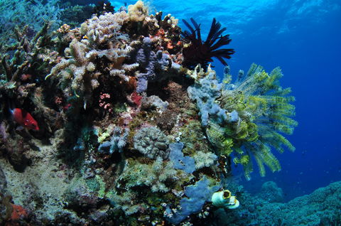 Two Towers Dive Site - Accommodation Port Hedland 2