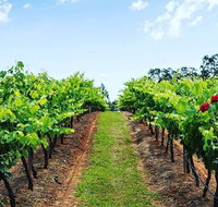 Tintilla Estate Wine Tasting with a Meat and Cheese Platter - Accommodation Port Hedland