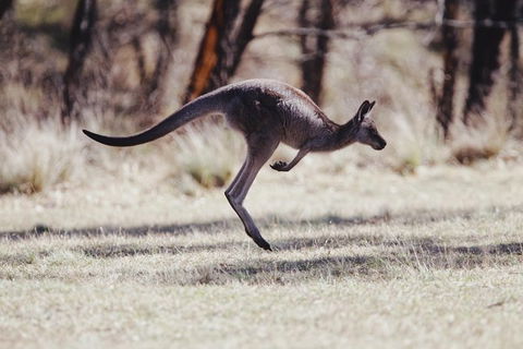 Whirlwind Blue Mountains - Accommodation Port Hedland 4